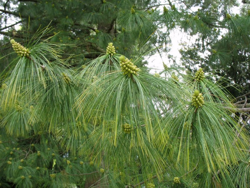 Сосна гималайская (Гриффита) (Pinus wallichiana (griffithii))
