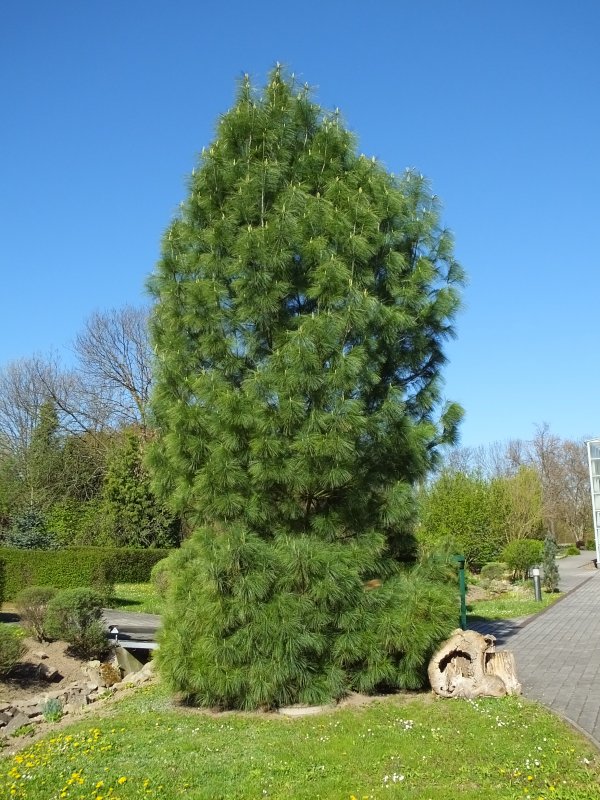 Сосна гималайская — Pinus wallichiana «densa Hill»