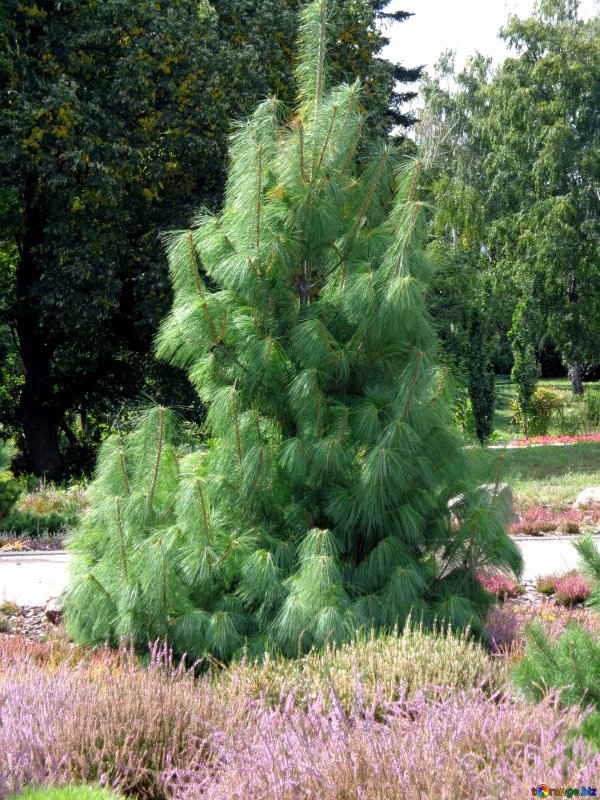 Pinus wallichiana 'Zebrina'