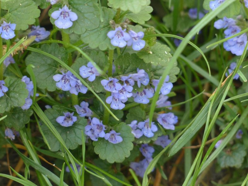 Будра hederacea