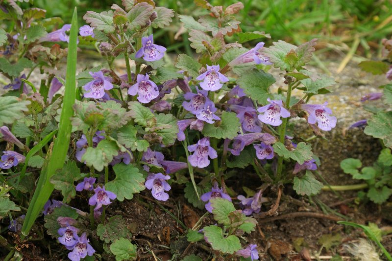 Будра плющелистная/ Glechoma hederacea