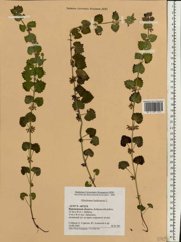 Ботанический атлас Glechoma hederacea