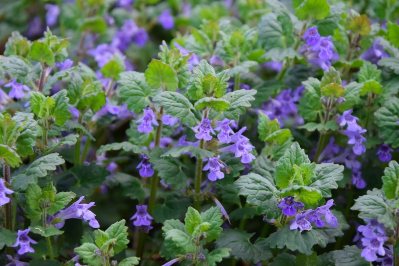 Будра плющелистная/ Glechoma hederacea