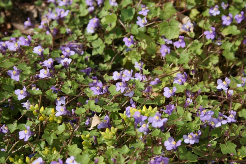 Будра плющевидная (Glechoma hederacea)
