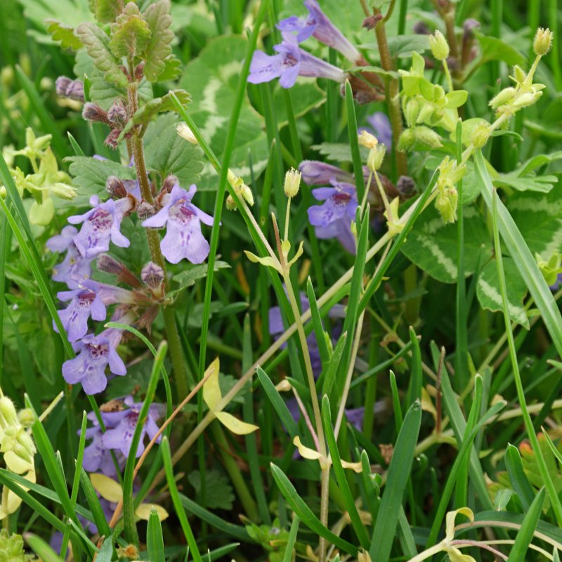 Glechoma hederacea