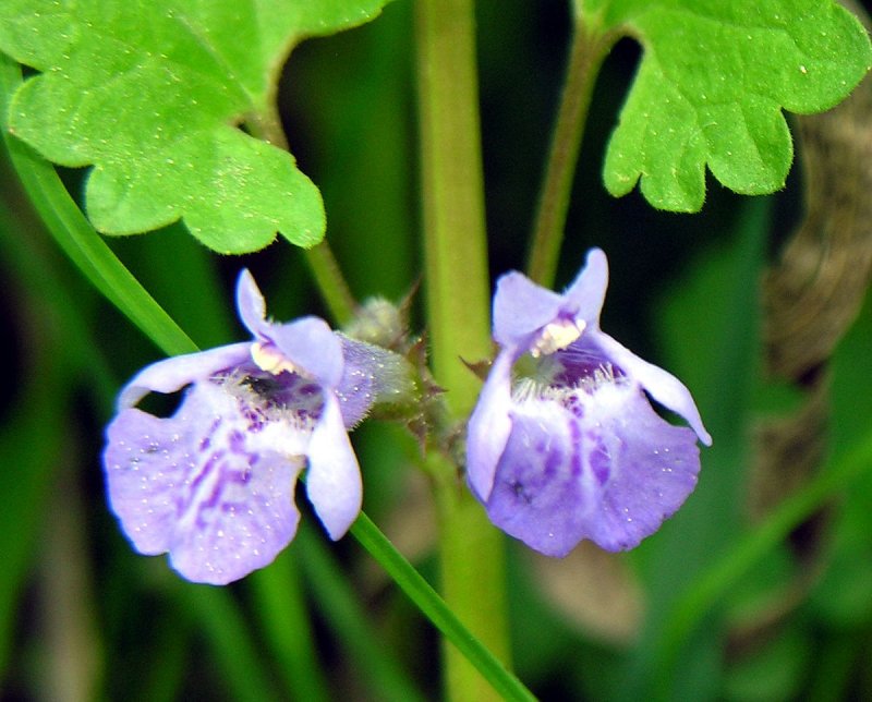 Glechoma hederacea