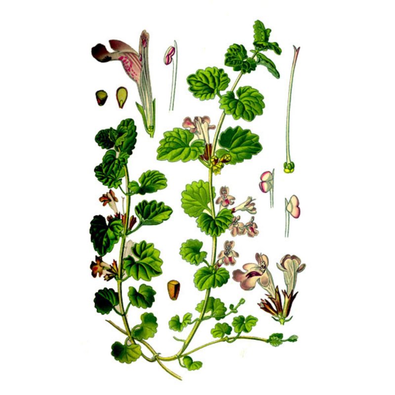 Цимбалярия постенная Cymbalaria muralis
