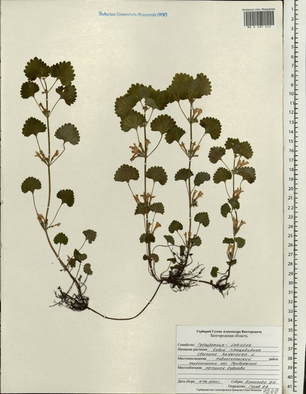 Будра плющелистная/ Glechoma hederacea