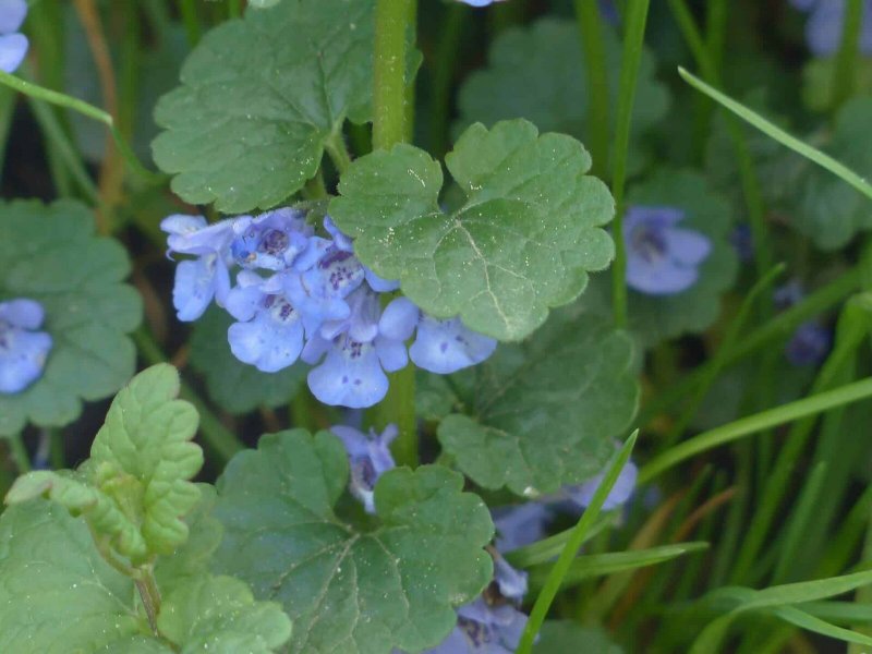 Будра плющевидная (Glechoma hederacea)