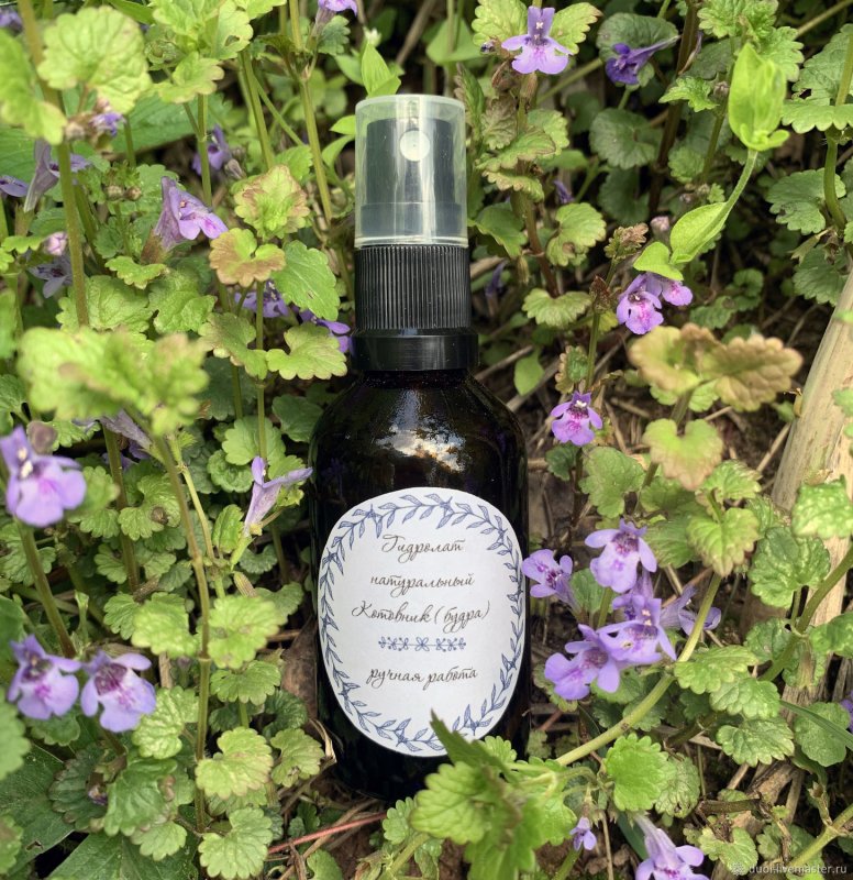 Будра плющелистная/ Glechoma hederacea