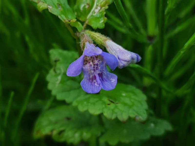 Glechoma hederacea