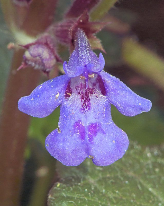 Glechoma hederacea
