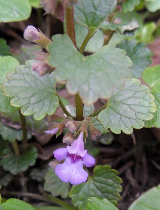 Цимбалярия постенная Cymbalaria muralis