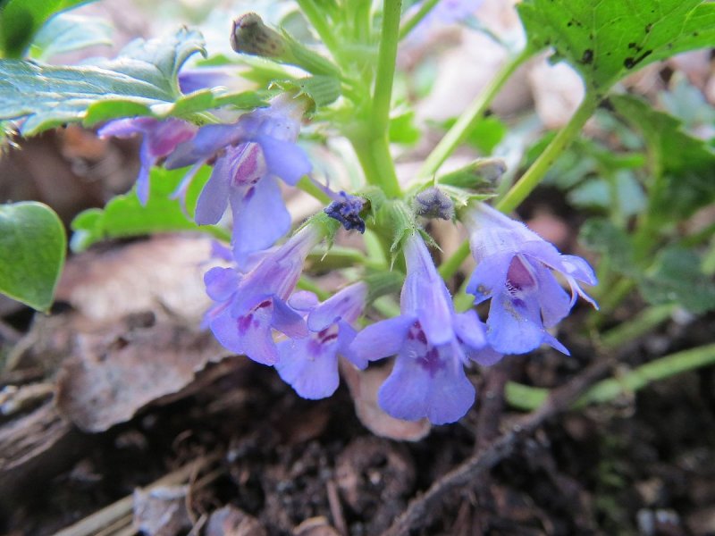 Ground Ivy (Glechoma hederacea