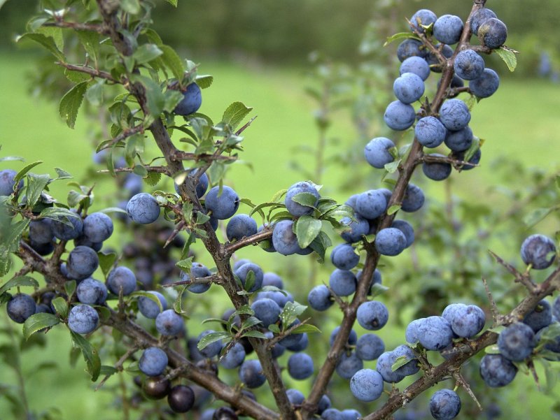 Терн (Prunus spinosa)