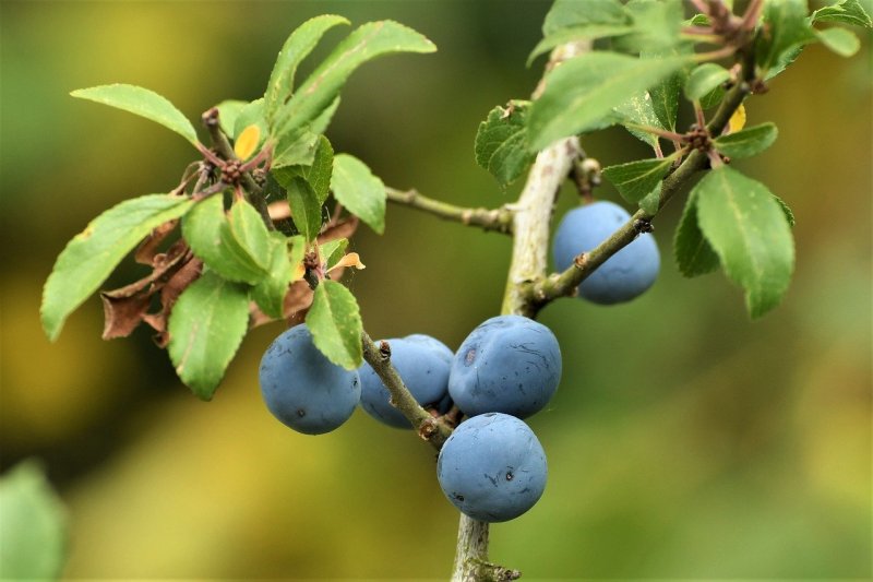 Терн (Prunus spinosa)