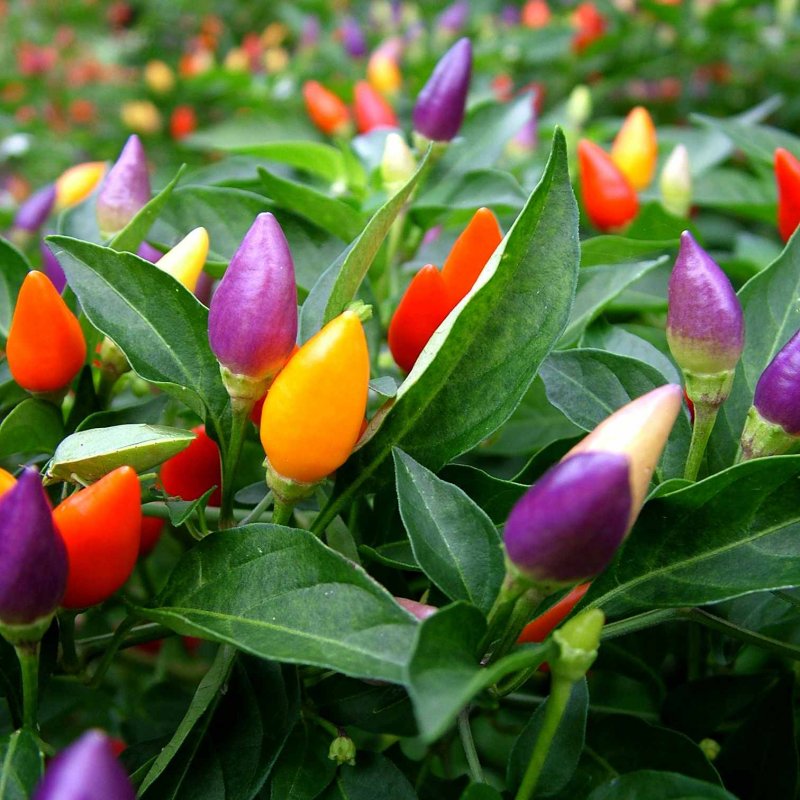 Перец Capsicum