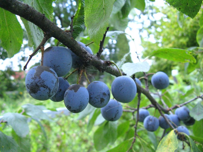Терн (Prunus spinosa)