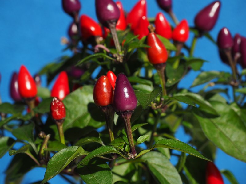 Capsicum annuum paprika