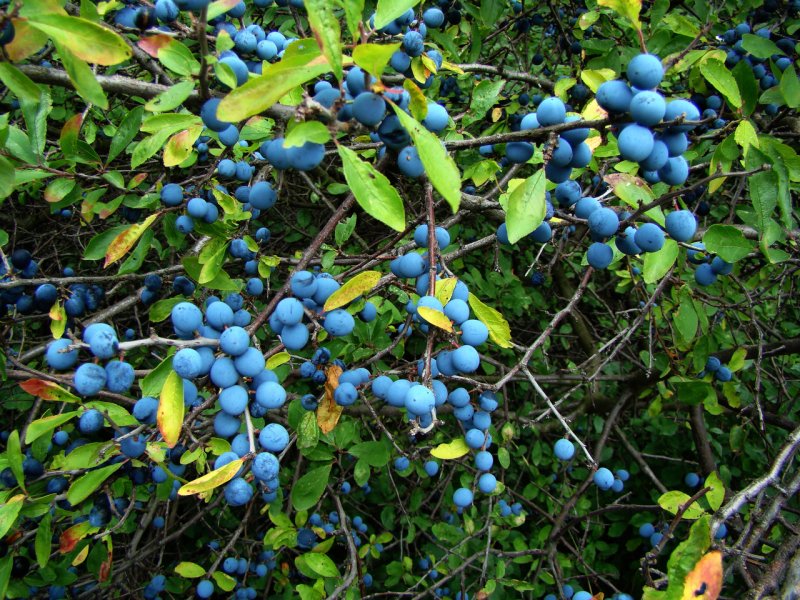 Терн (Prunus spinosa l.)