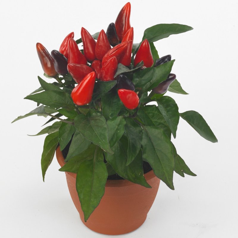 Перец Capsicum annuum