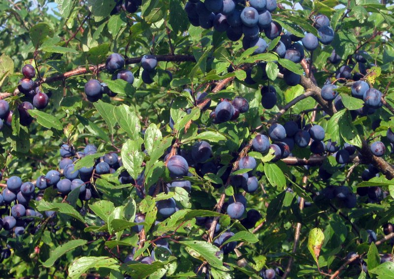 Prunus spinosa тёрн слива колючая
