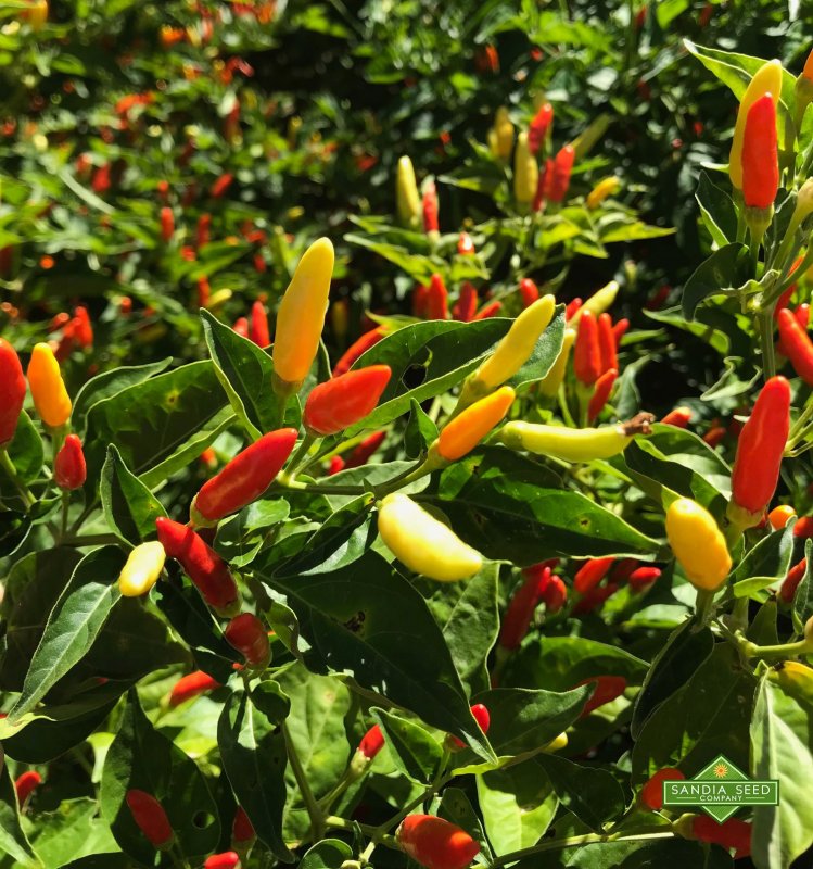 Capsicum annuum цветки