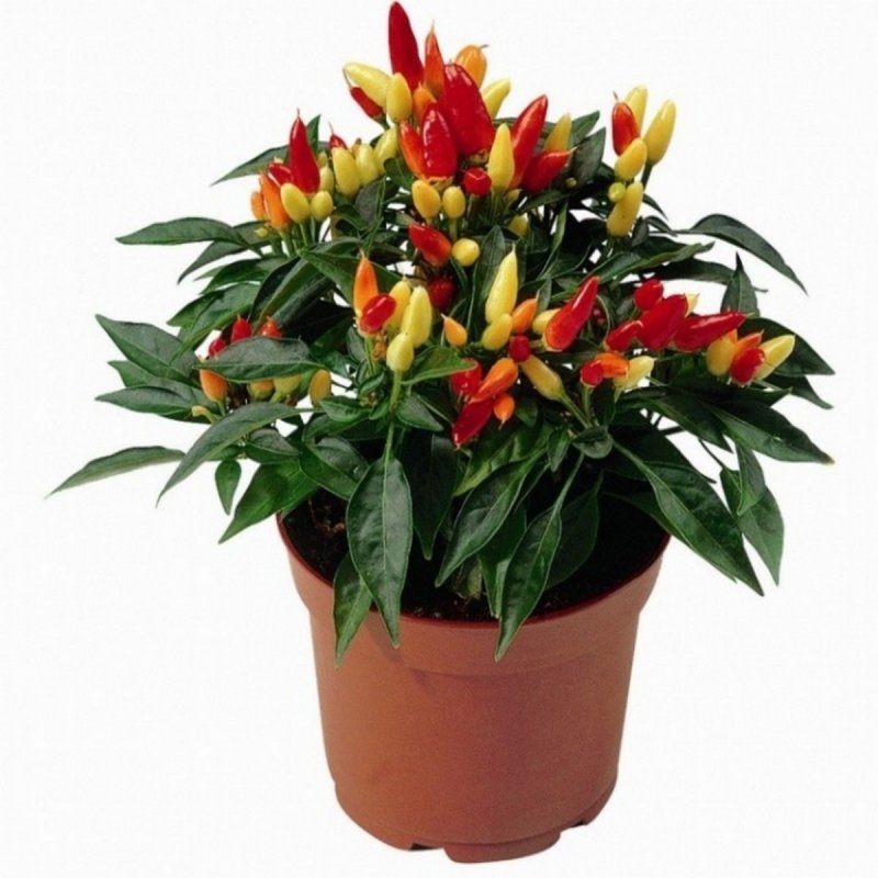 Капсикум микс d10.5 h25
