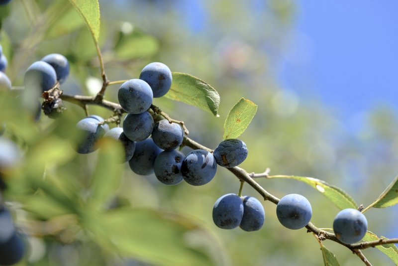 Терн (Prunus spinosa)