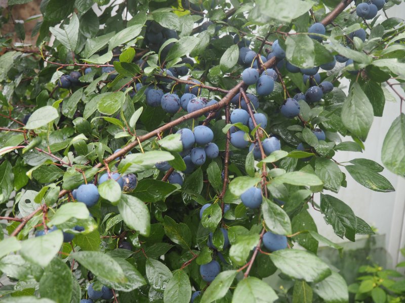 Prunus spinosa тёрн слива колючая