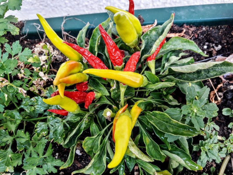Capsicum frutescens