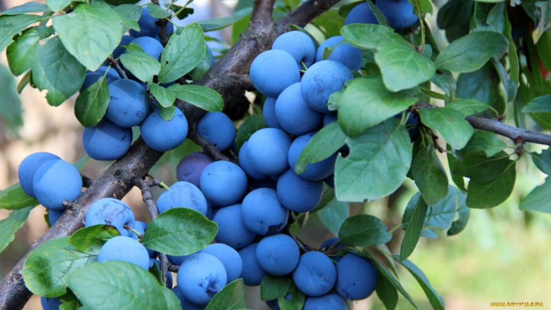 Терн (Prunus spinosa)