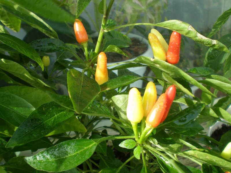 Капсикум Yellow Fire