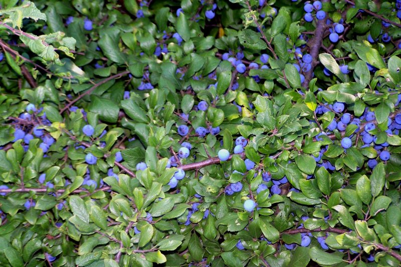 Терн (Prunus spinosa)