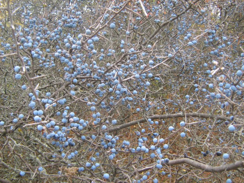 Тёрн кустарник ягоды