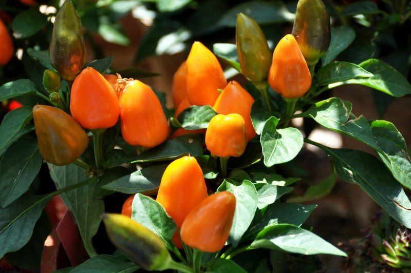 Перец Capsicum annuum
