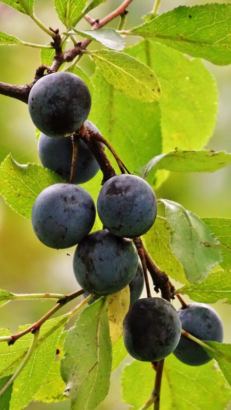 Терн (Prunus spinosa)