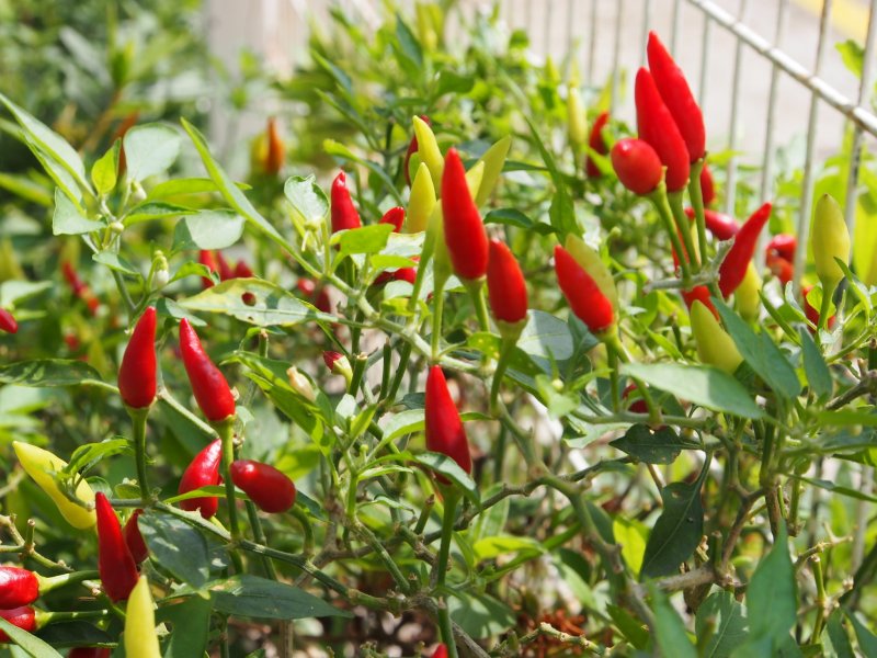 Capsicum annuum 'Али-баба',