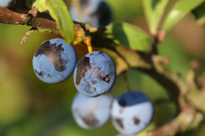 Слива колючая (Терн) Prunus spinosa l.