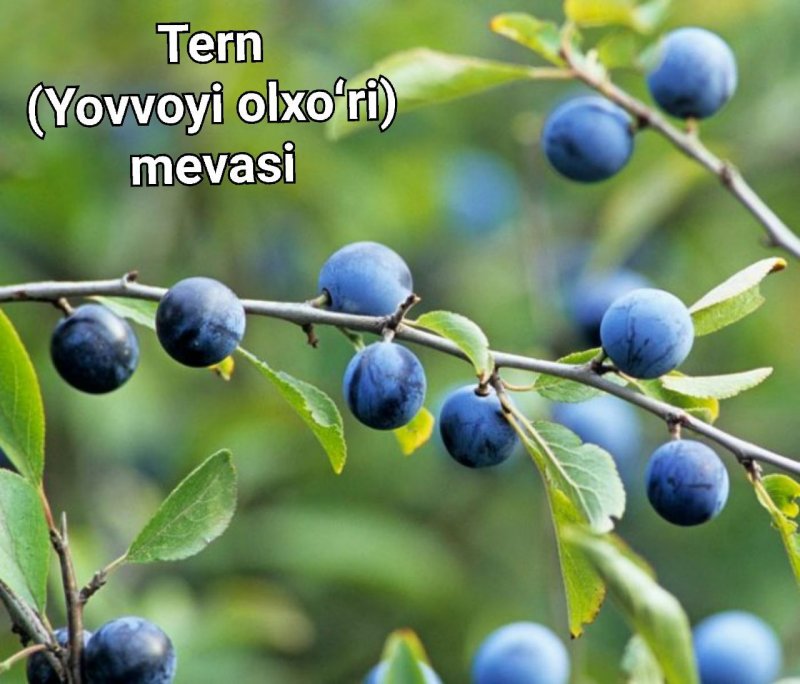Слива колючая Терн