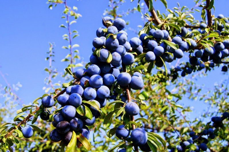 Терн (Prunus spinosa)