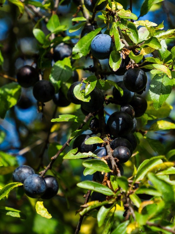 Слива колючая (Терн) Prunus spinosa l.