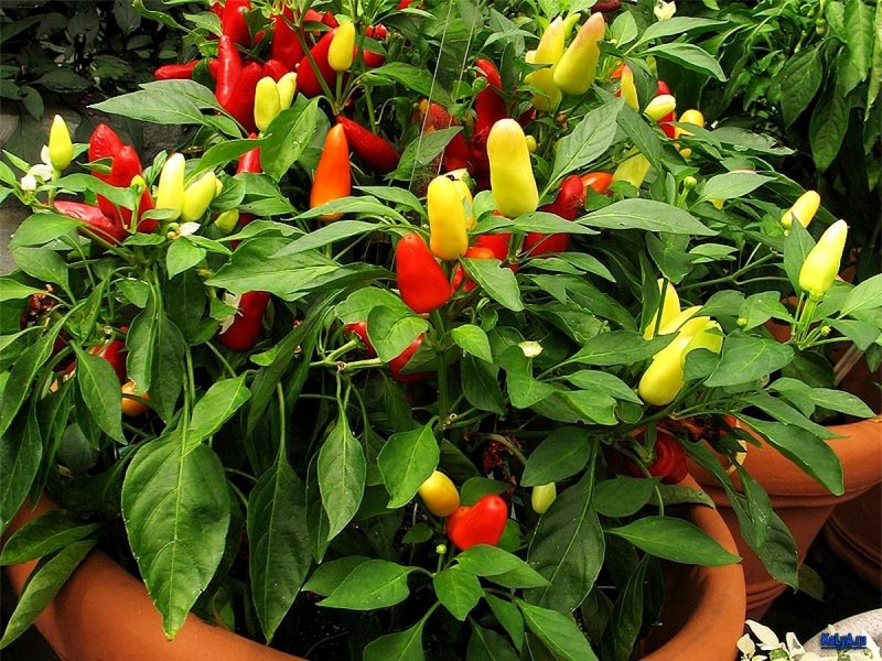 Капсикум - Capsicum d10 h18
