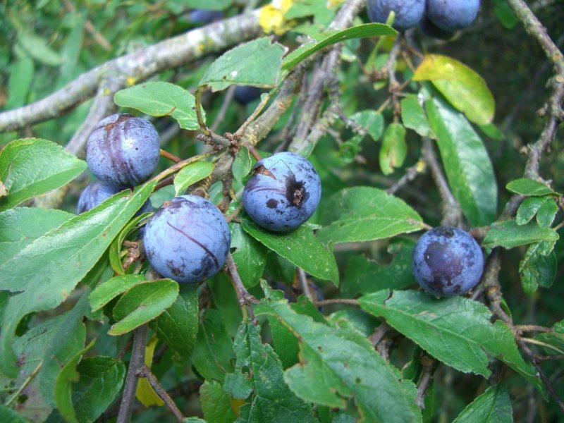 Терновником (Prunus spinosa)