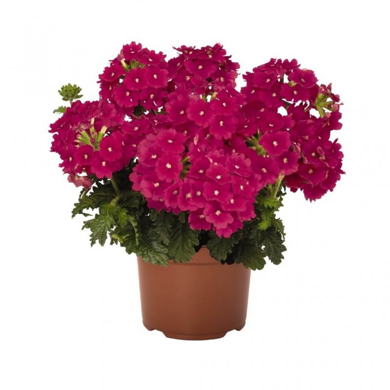 Вербена Empress Sun Red