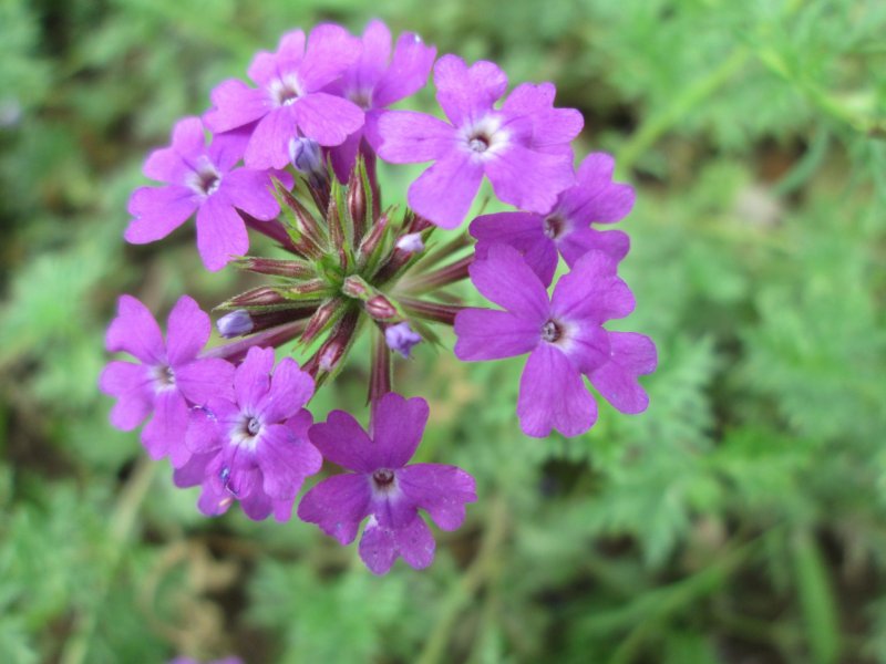 Вербена Lindolena Pink