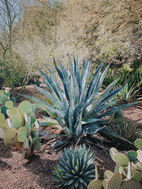 Agave chinensis Агава китайская