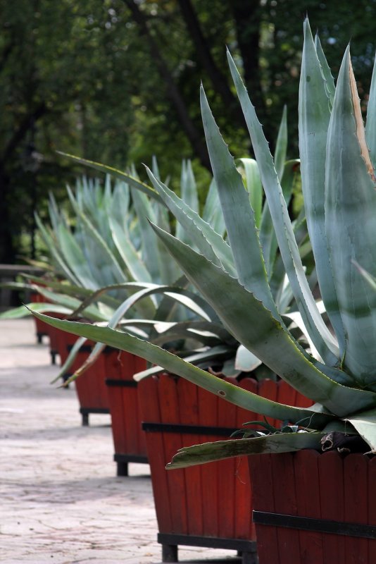 Agave victoriae Reginae