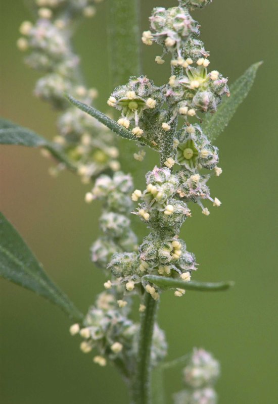 Chenopodium (Хеноподиум)
