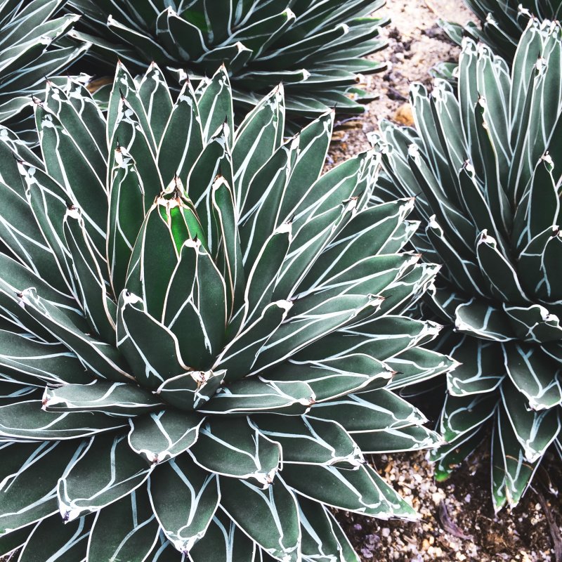 Agaves растение